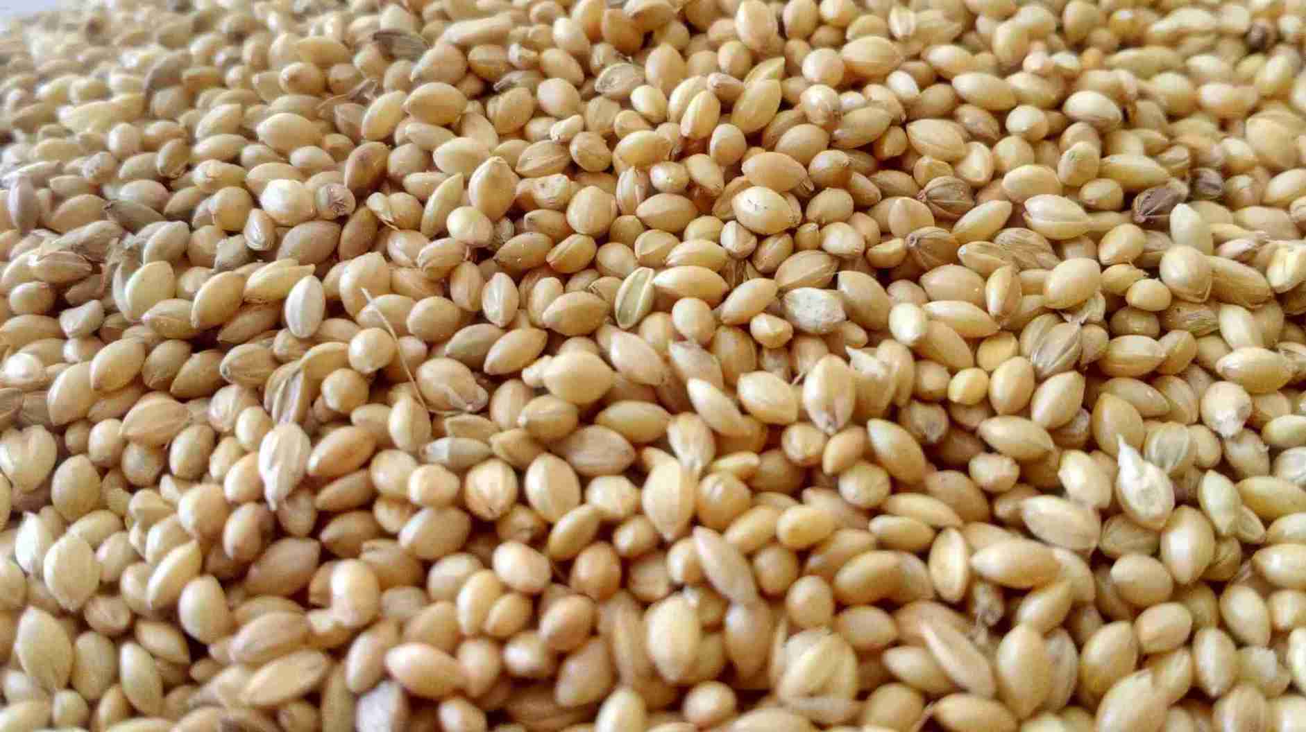 Grains & Cereals available from GateGrocer